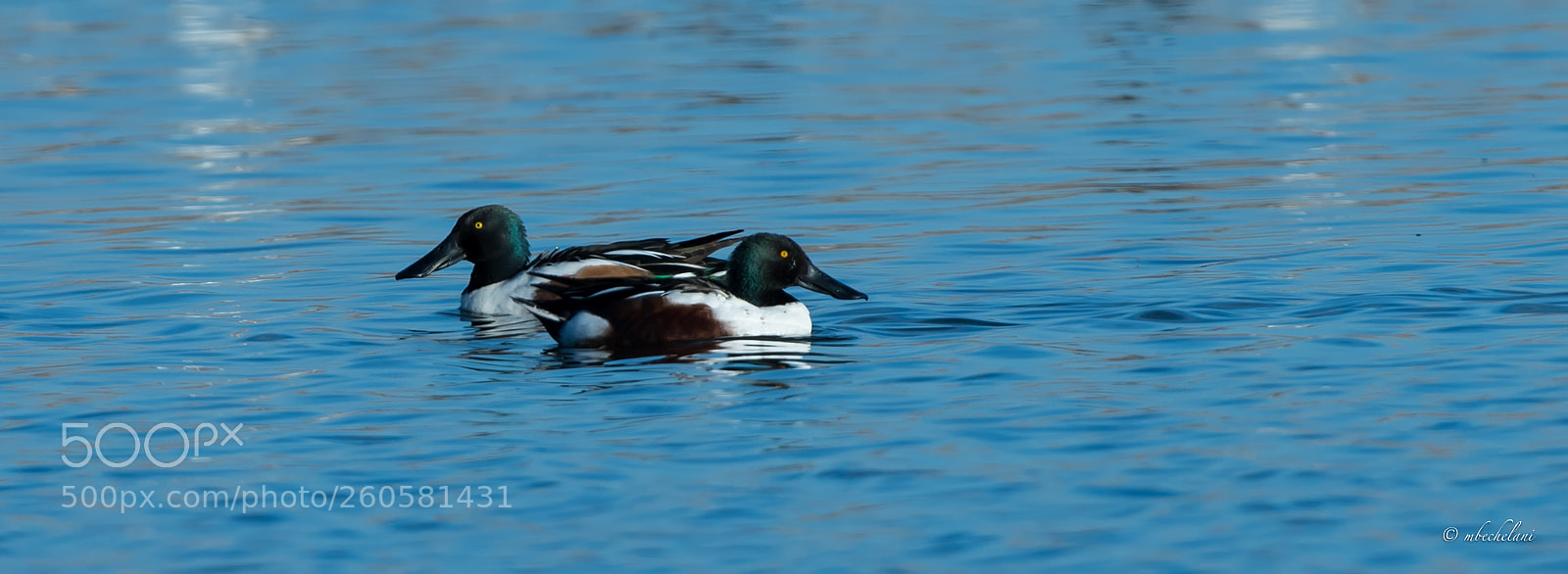 Nikon D810 sample photo. Mbs photography