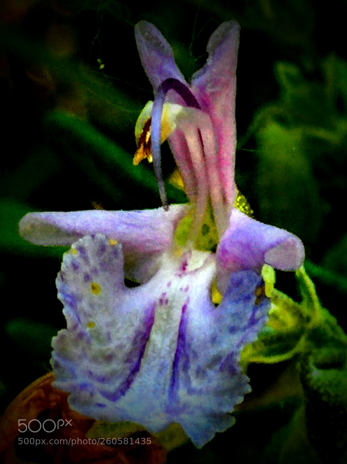 LG Nexus 5 sample photo. Rosmarinus officinalis photography