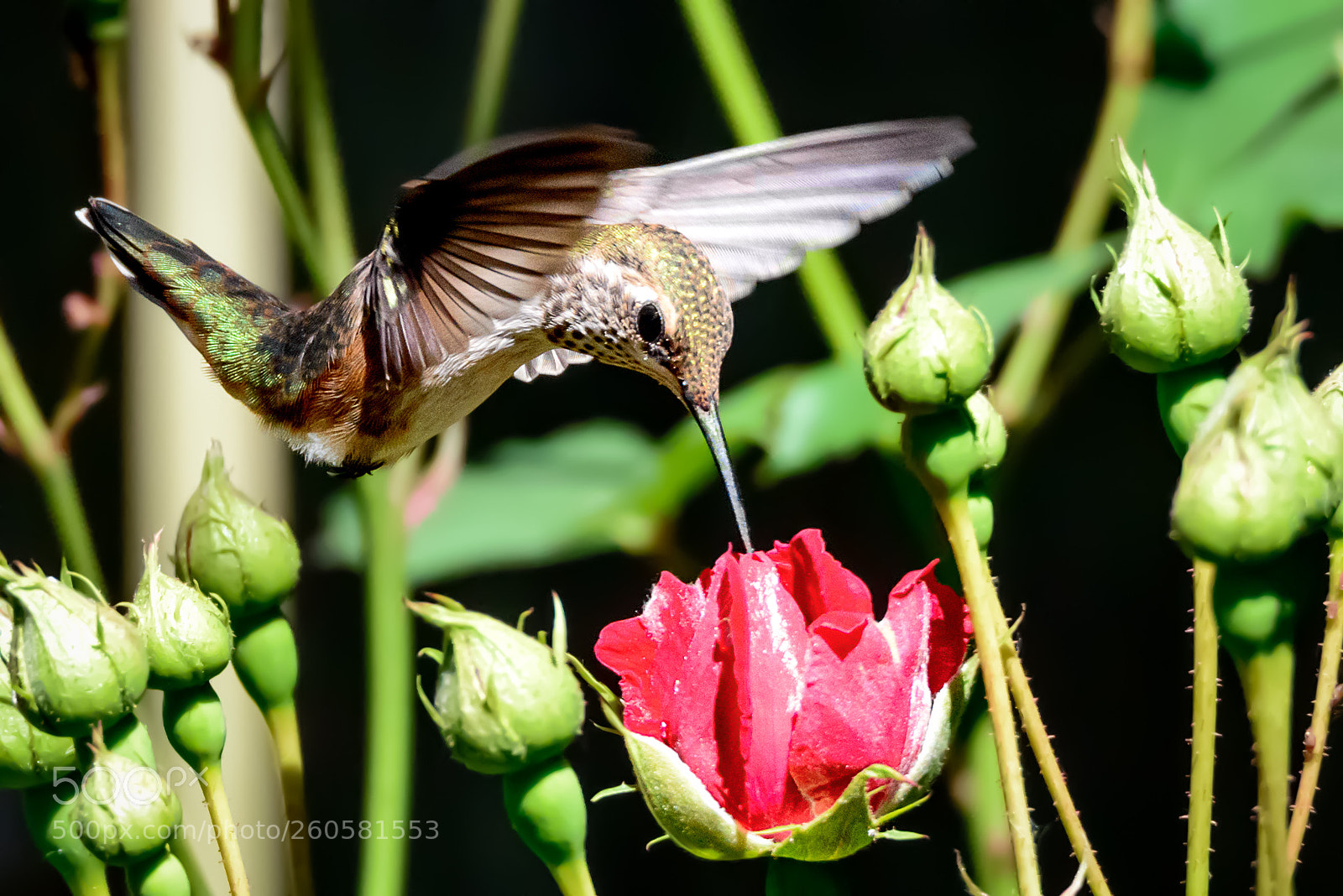 Nikon D800 sample photo. The hummingbird and the photography