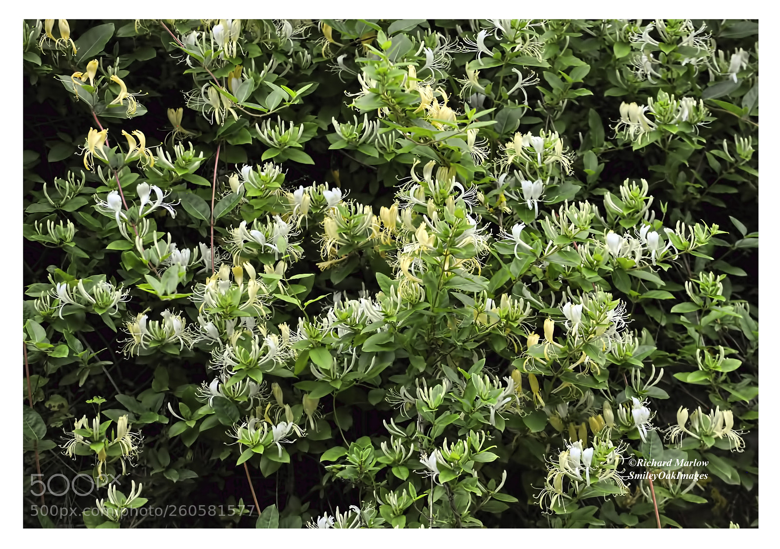 Nikon D5000 sample photo. Honeysuckle blooms photography