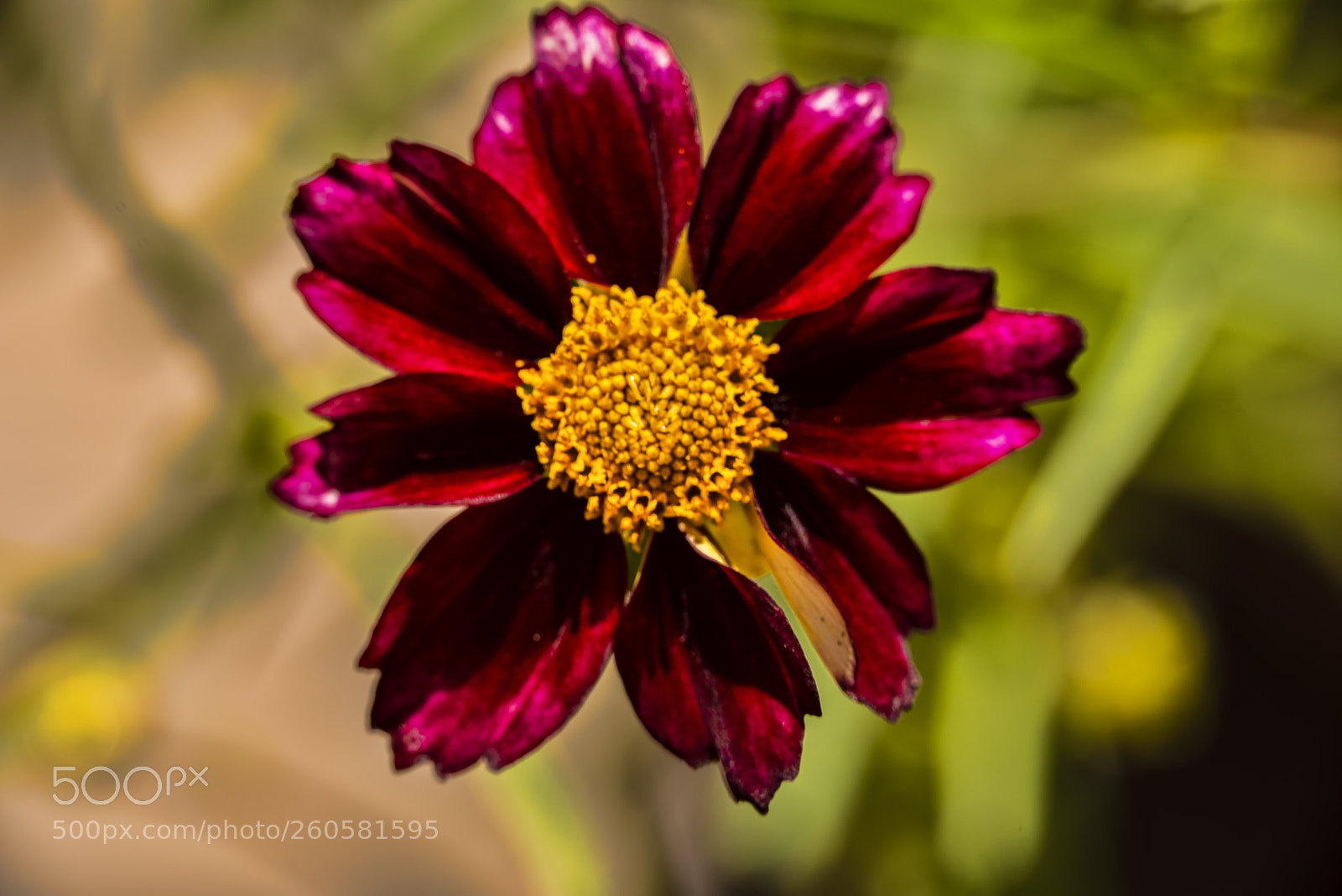 Pentax K-1 sample photo. Coreopsis photography