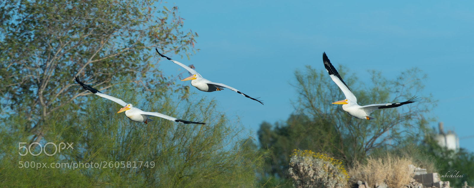 Nikon D810 sample photo. Mbs photography