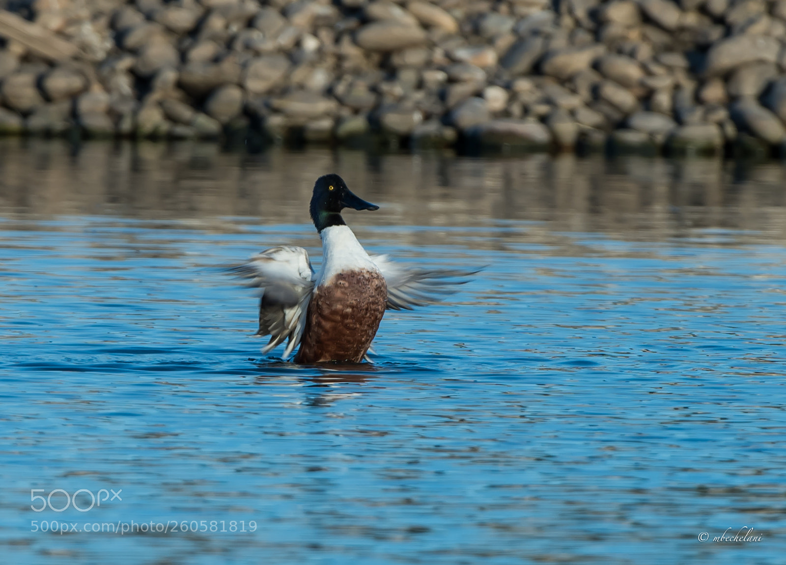 Nikon D810 sample photo. Mbs photography