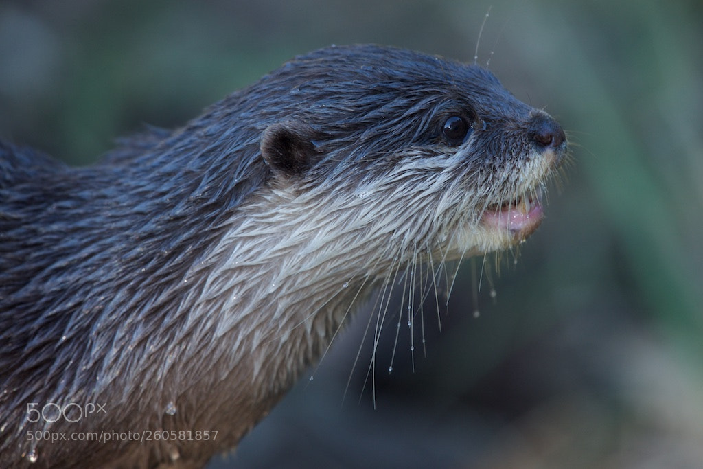 Nikon D600 sample photo. Wet otter photography