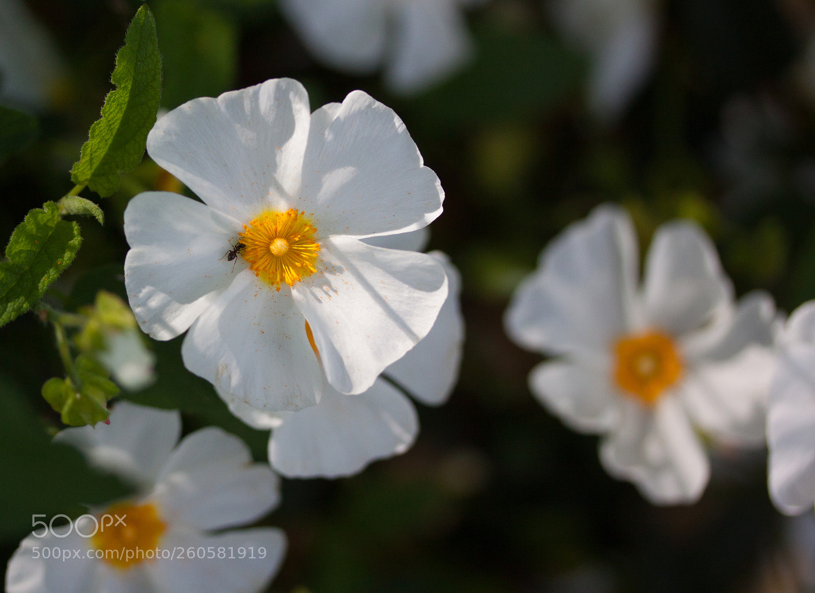Canon EOS 50D sample photo. Flowers in the sun photography
