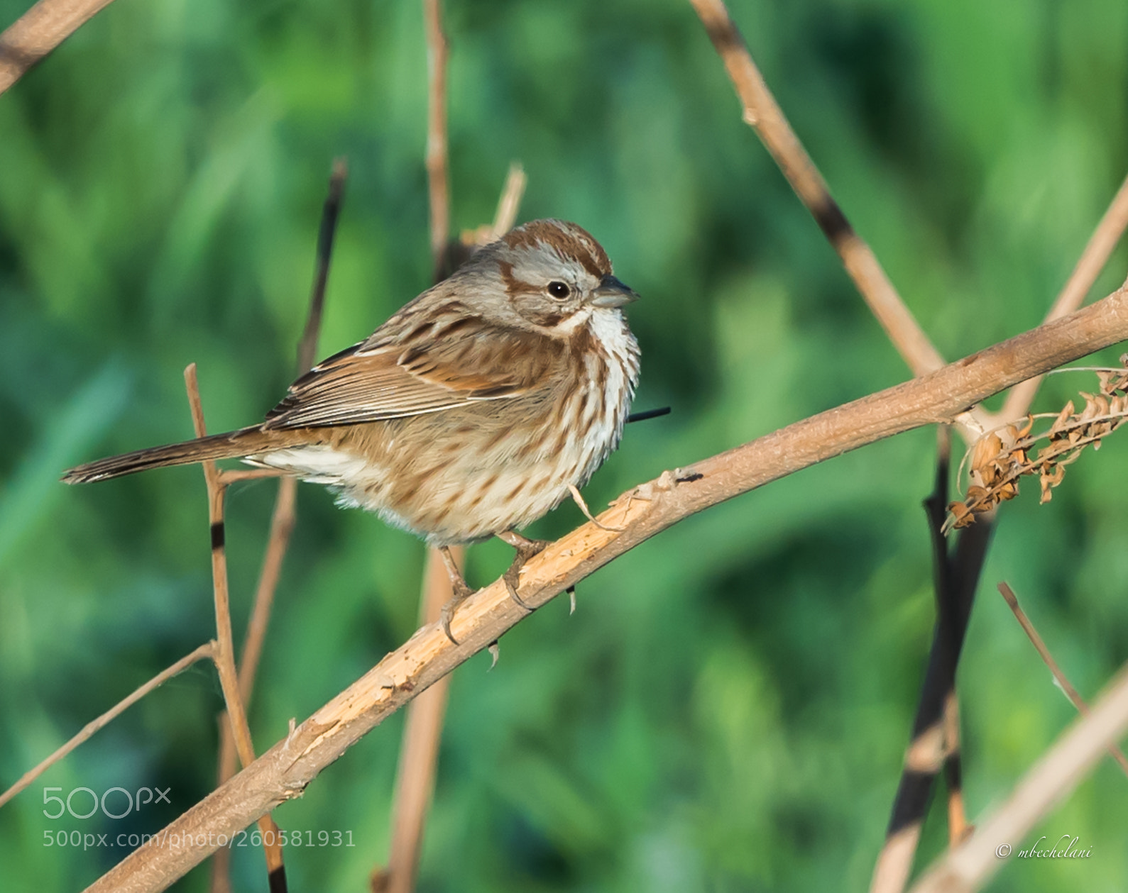Nikon D810 sample photo. Mbs photography