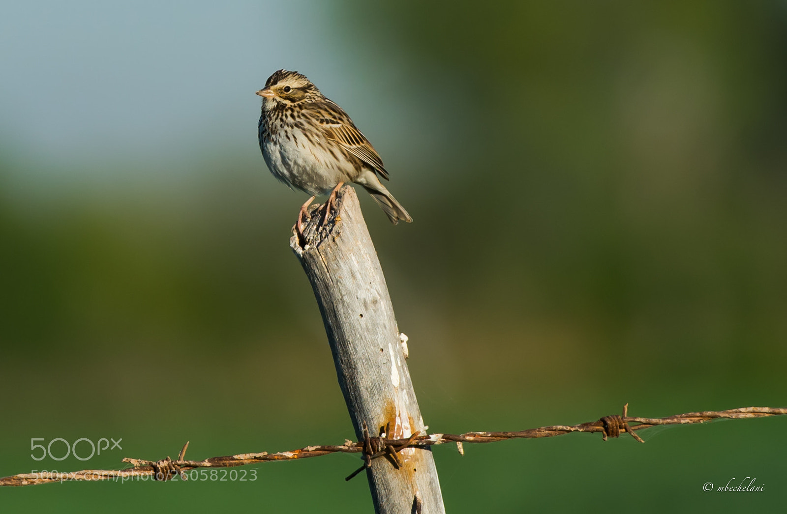 Nikon D810 sample photo. Mbs photography
