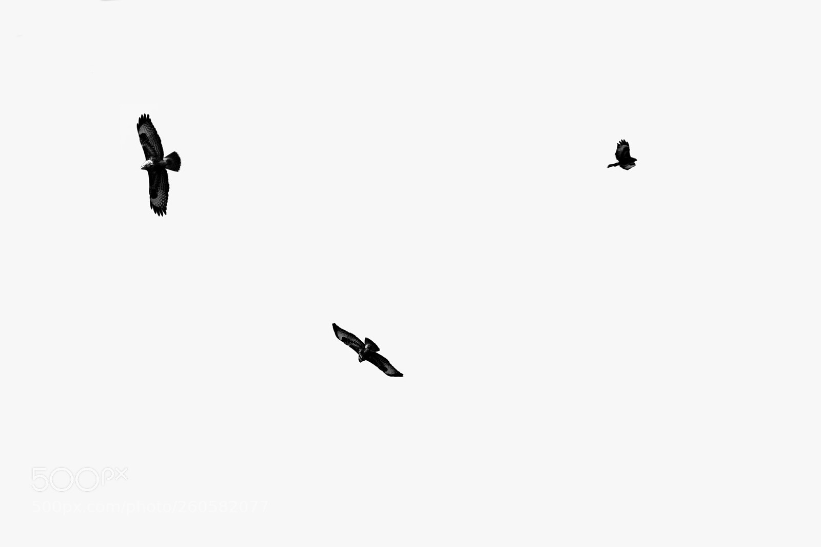 Sony a7 II sample photo. Gliding buzzard photography