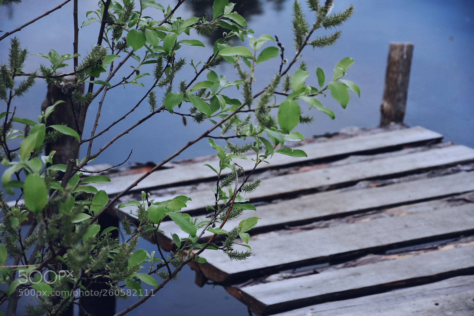 Nikon D7200 sample photo. Blue & green & summer photography