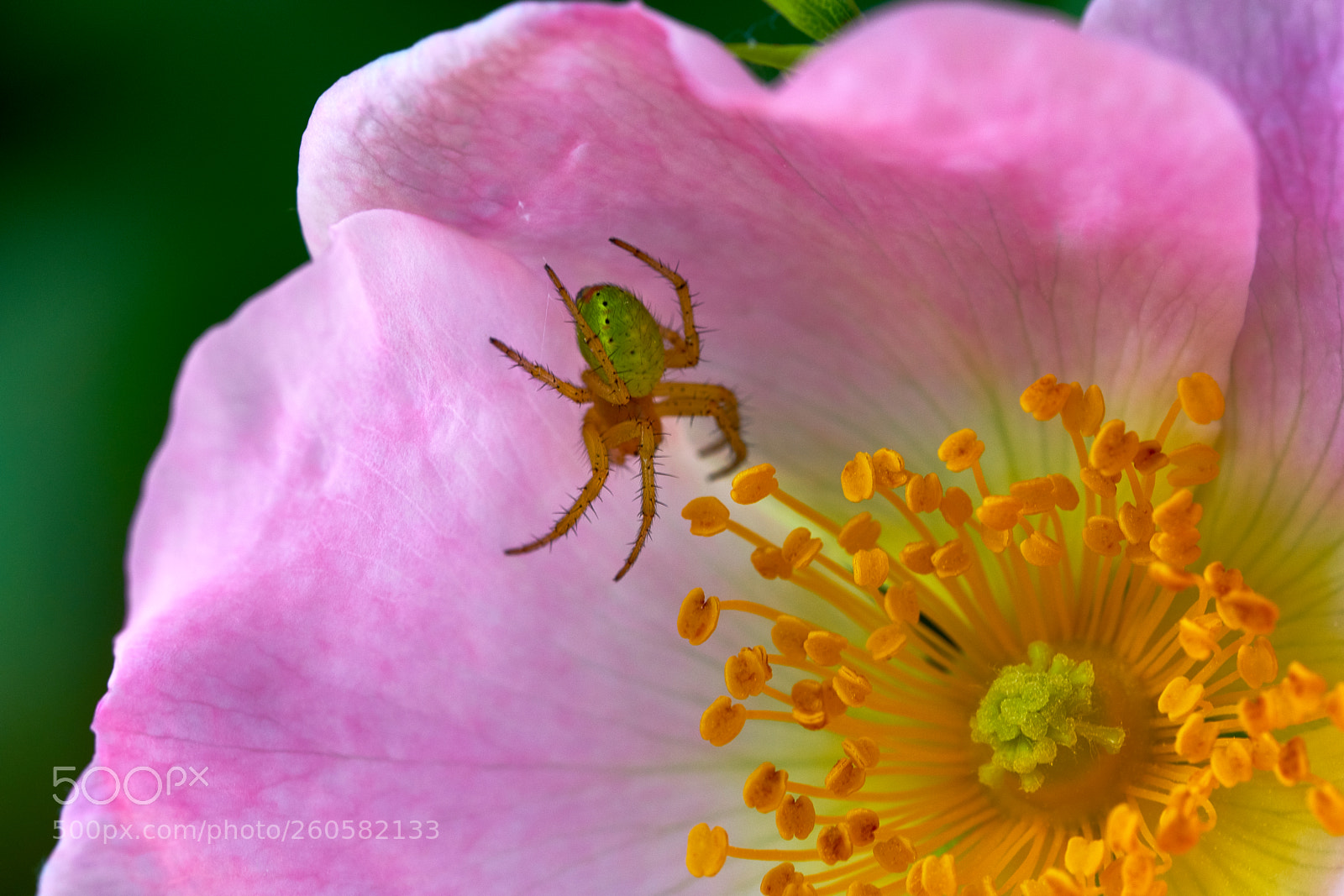 Fujifilm X-T2 sample photo. Tiny spider photography