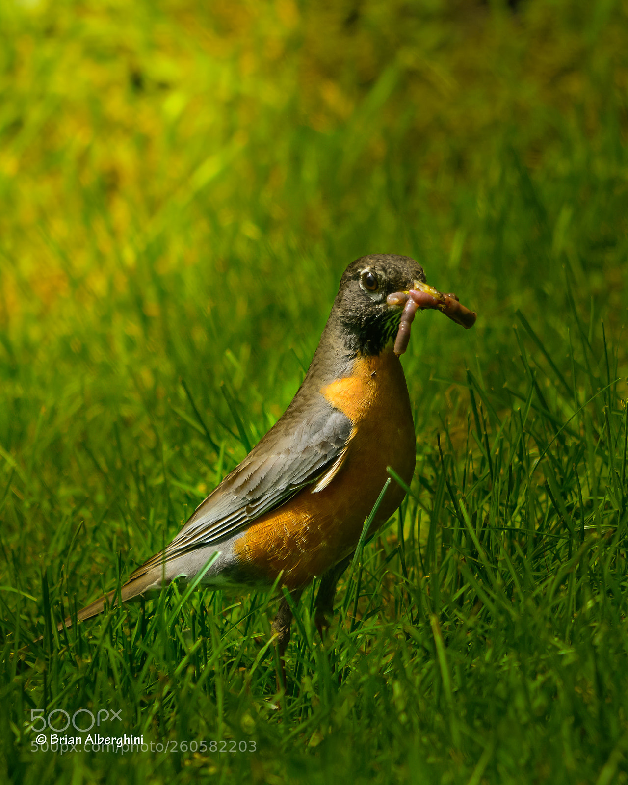 Nikon D7100 sample photo. Feeding time photography