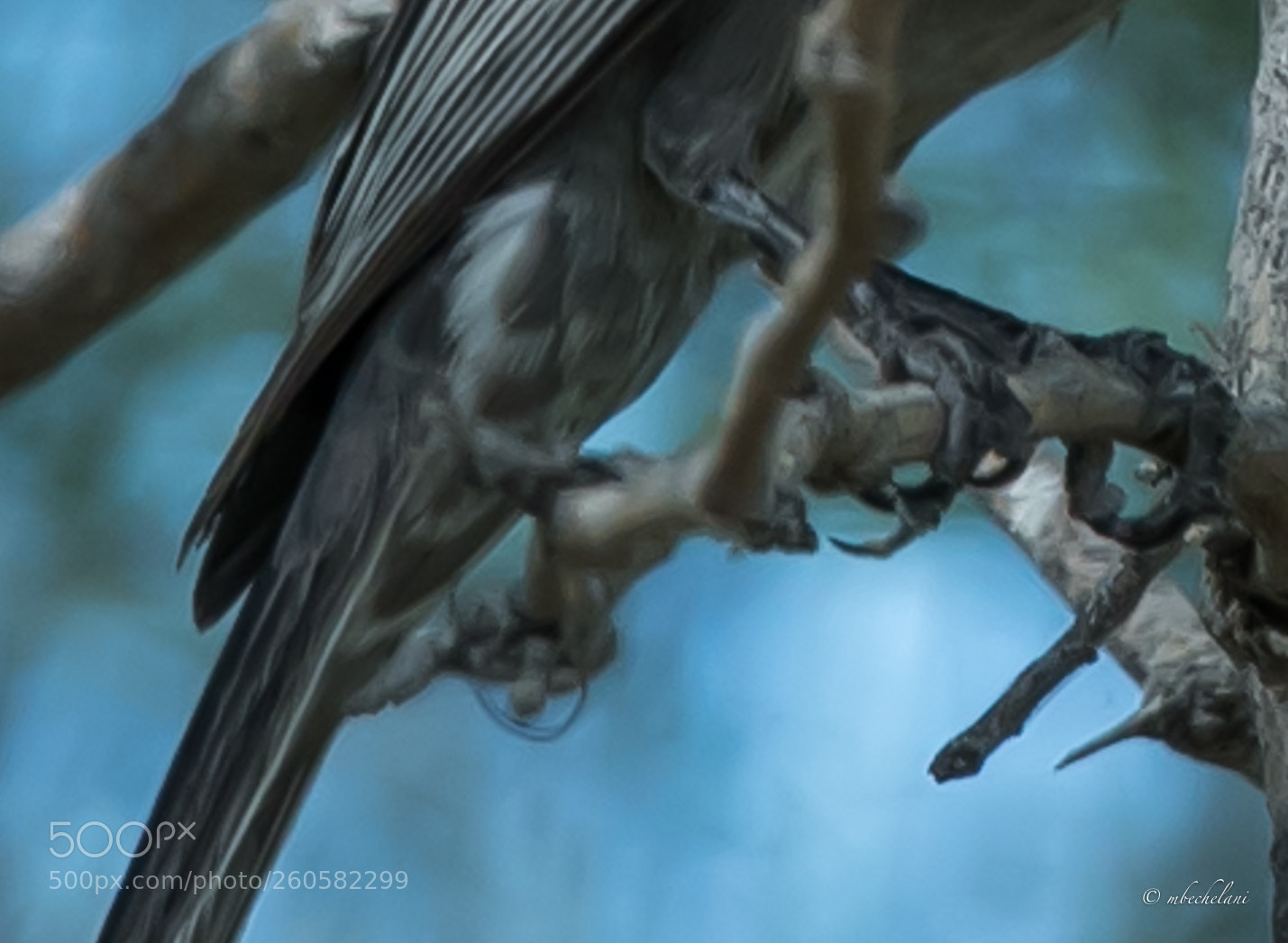 Nikon D810 sample photo. _mbs1774-2.jpg photography