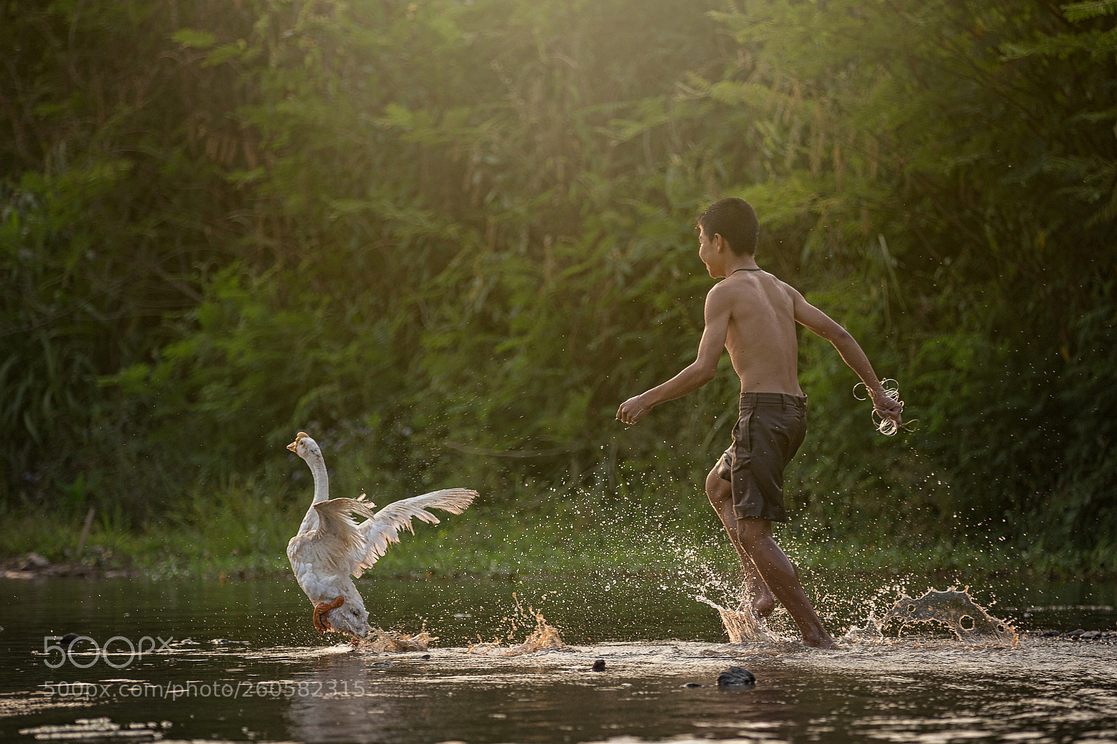 Canon EOS 6D sample photo. Catch a swan photography