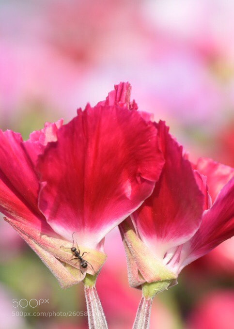 Nikon D7200 sample photo. Ant photography
