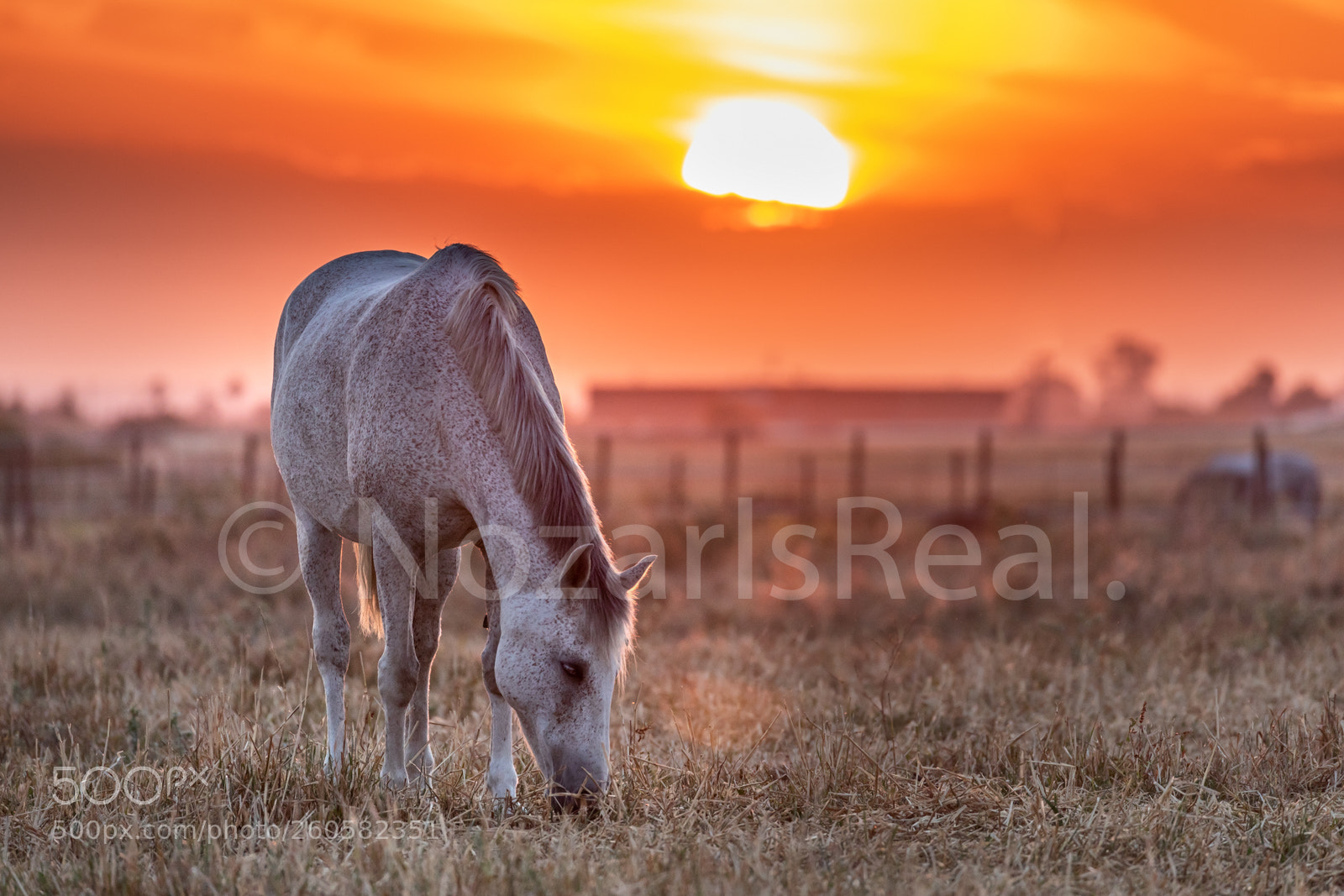 Canon EOS 5D Mark IV sample photo. Grazing horse photography