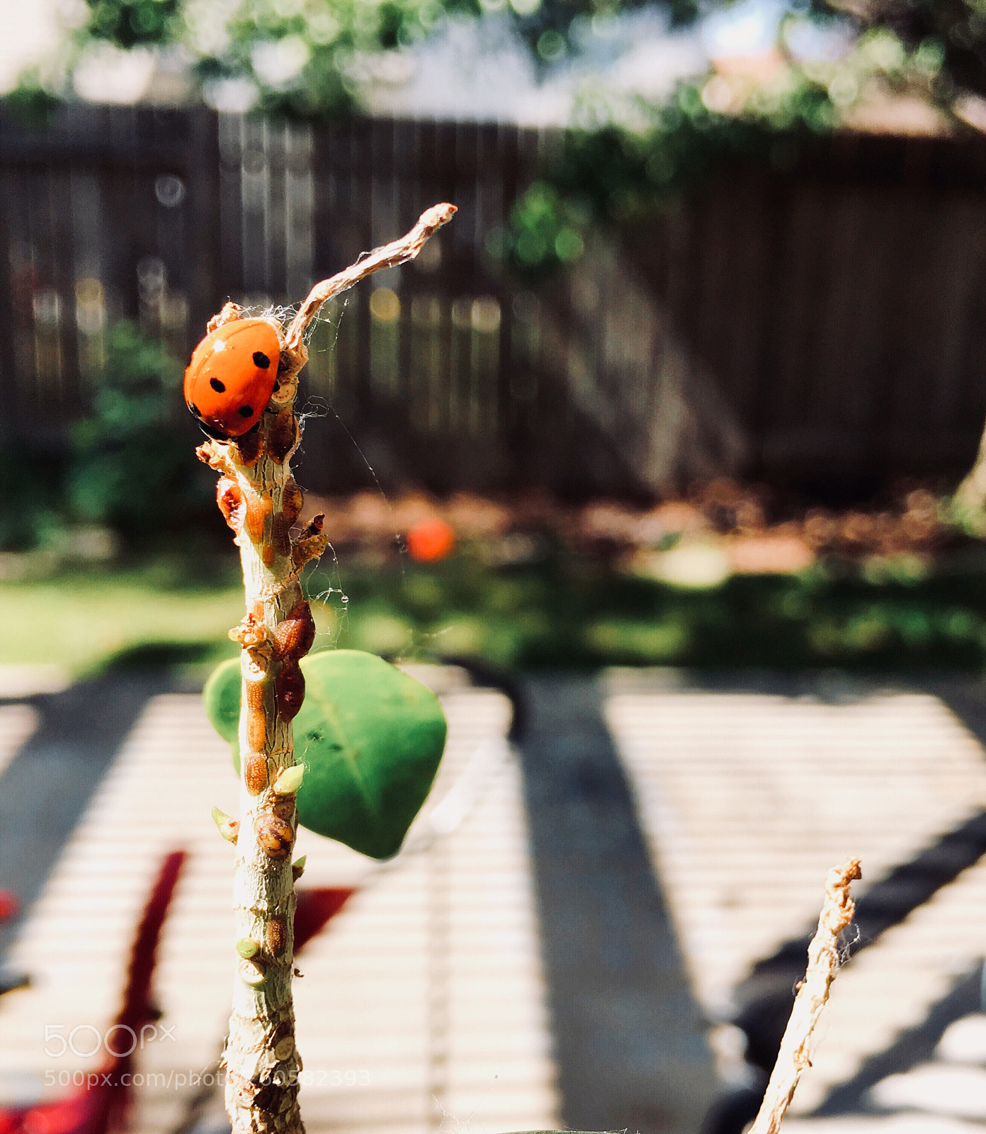 Apple iPhone 6s Plus sample photo. Ladybug!! photography