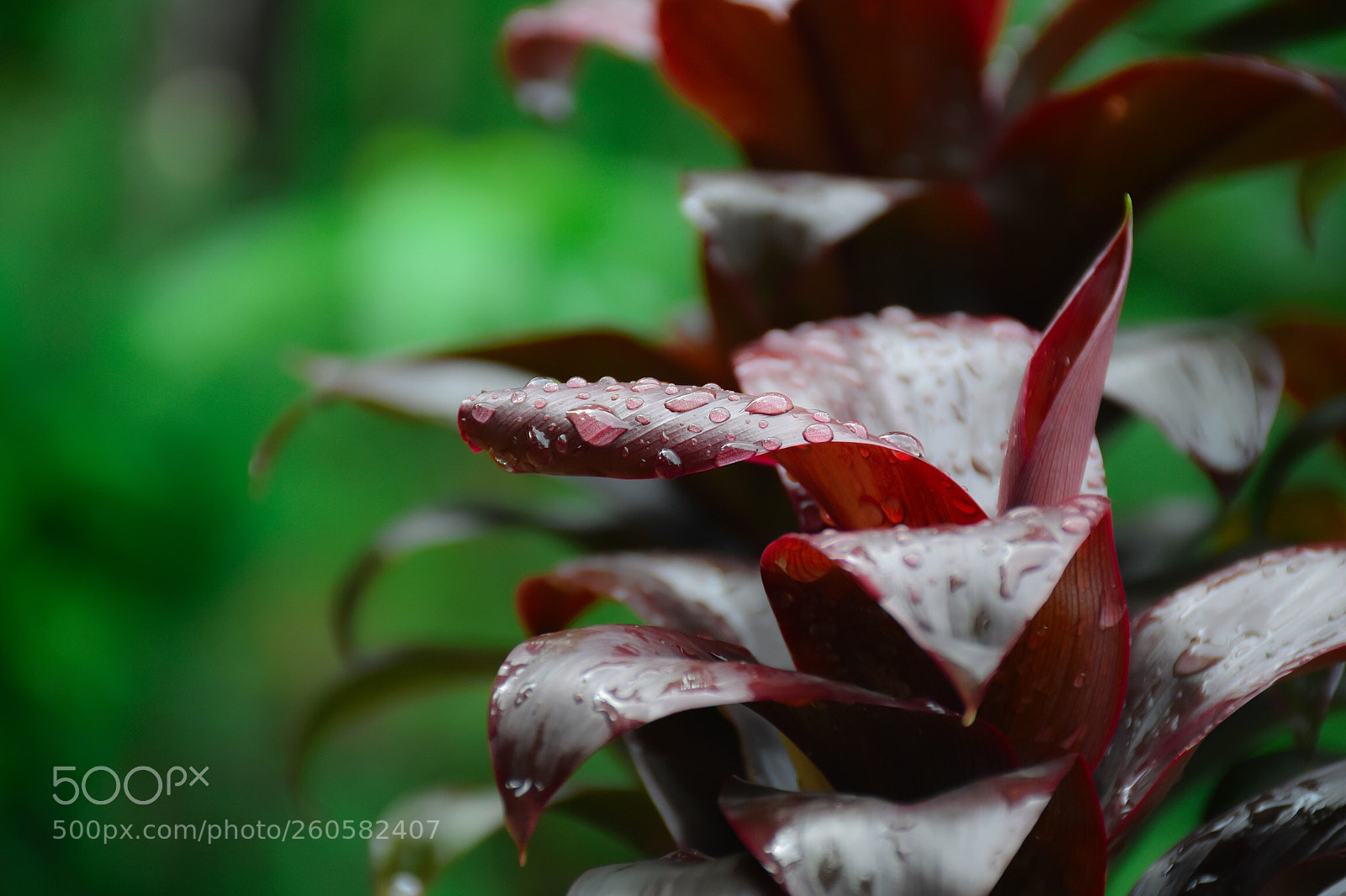 Nikon D7200 sample photo. Red leave  photography