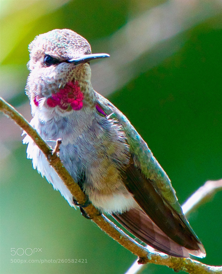 Nikon D800 sample photo. Hummer portrait photography