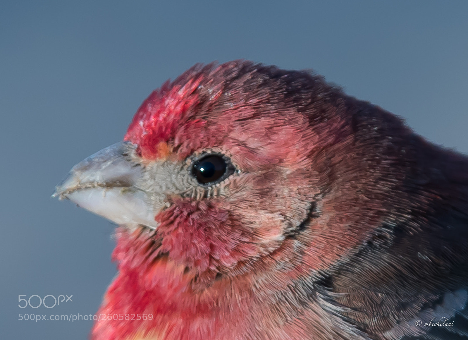 Nikon D810 sample photo. _mbs1782-2.jpg photography