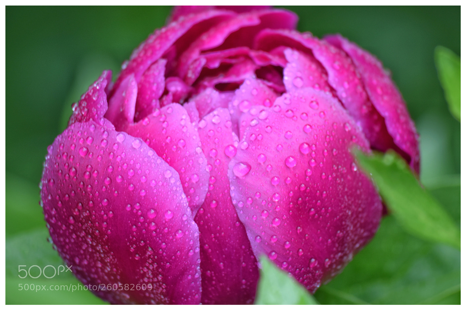 Nikon D3300 sample photo. Summer flower photography