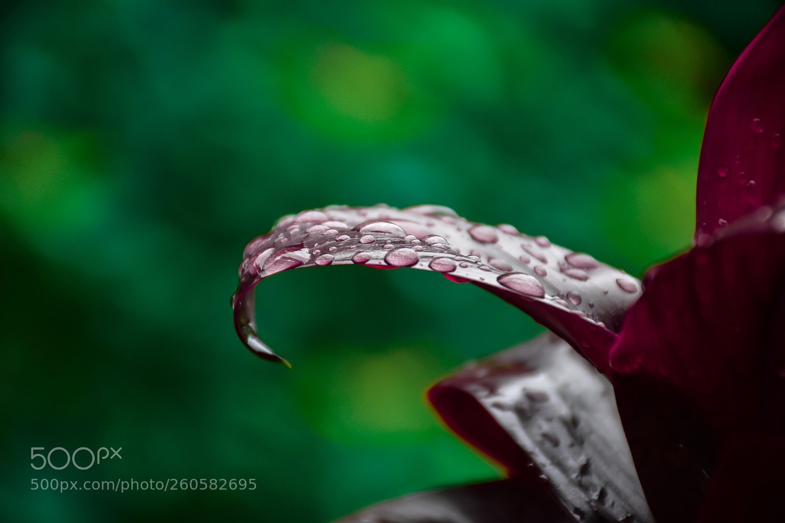 Nikon D7200 sample photo. Red leave photography