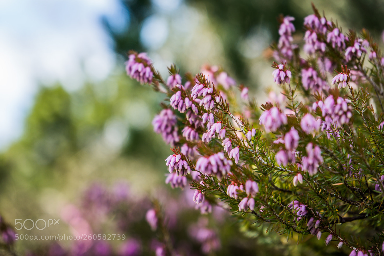 Sony a7 sample photo. Beautiful purple heather blooming photography