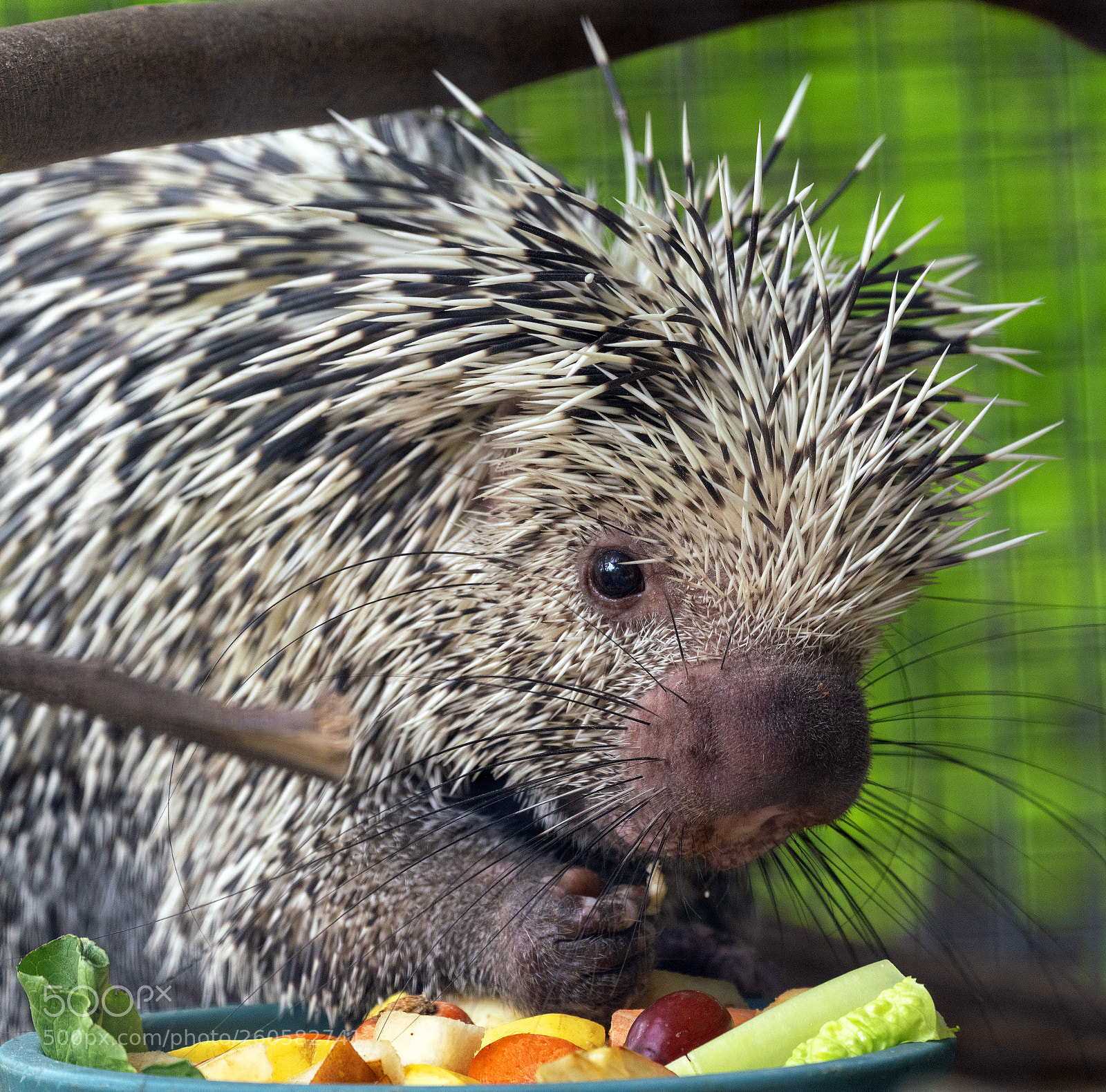 Sony a7R III sample photo. Porcupine eating photography