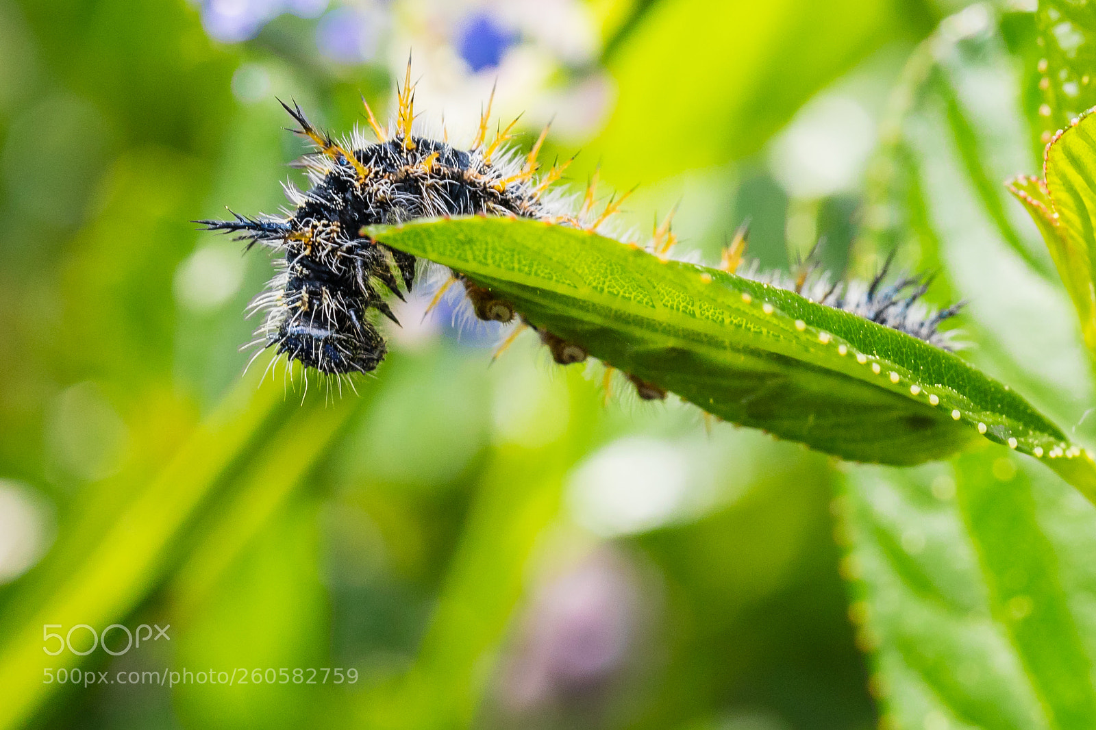 Canon EOS 5D Mark IV sample photo. Caterpillar photography