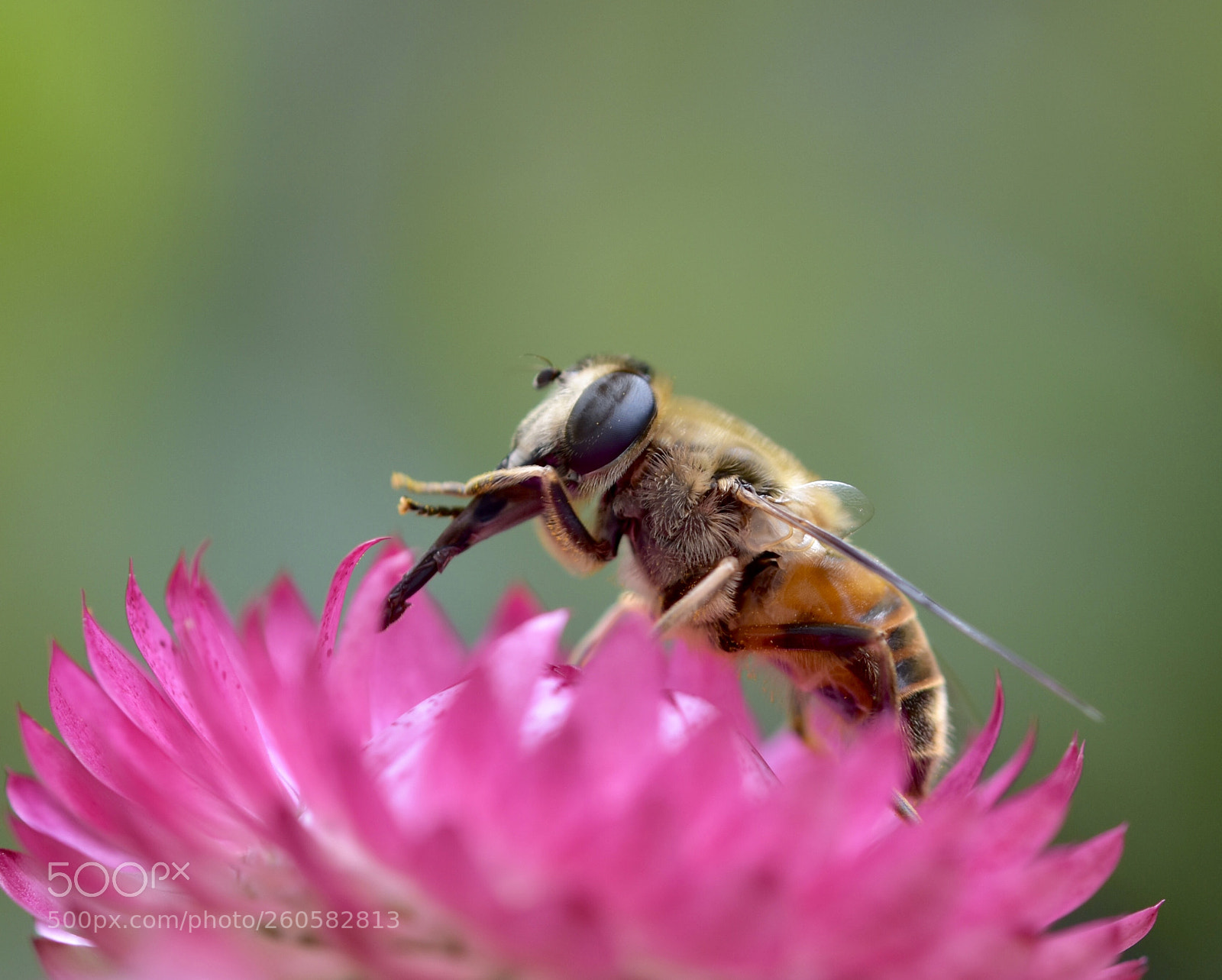 Nikon D7200 sample photo. Bee photography