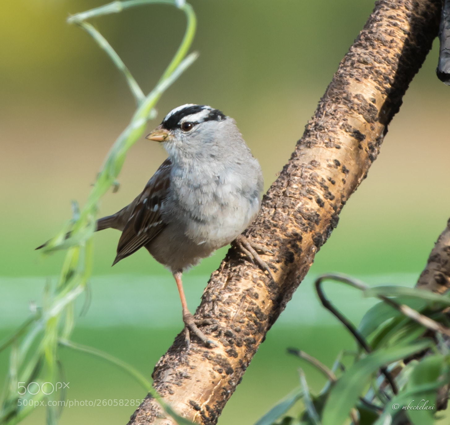 Nikon D810 sample photo. Mbs photography