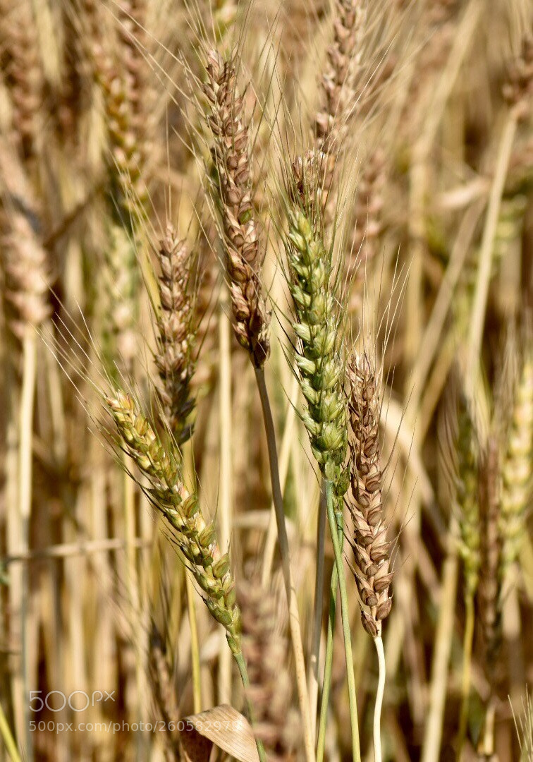 Nikon D7200 sample photo. The wheat is just photography