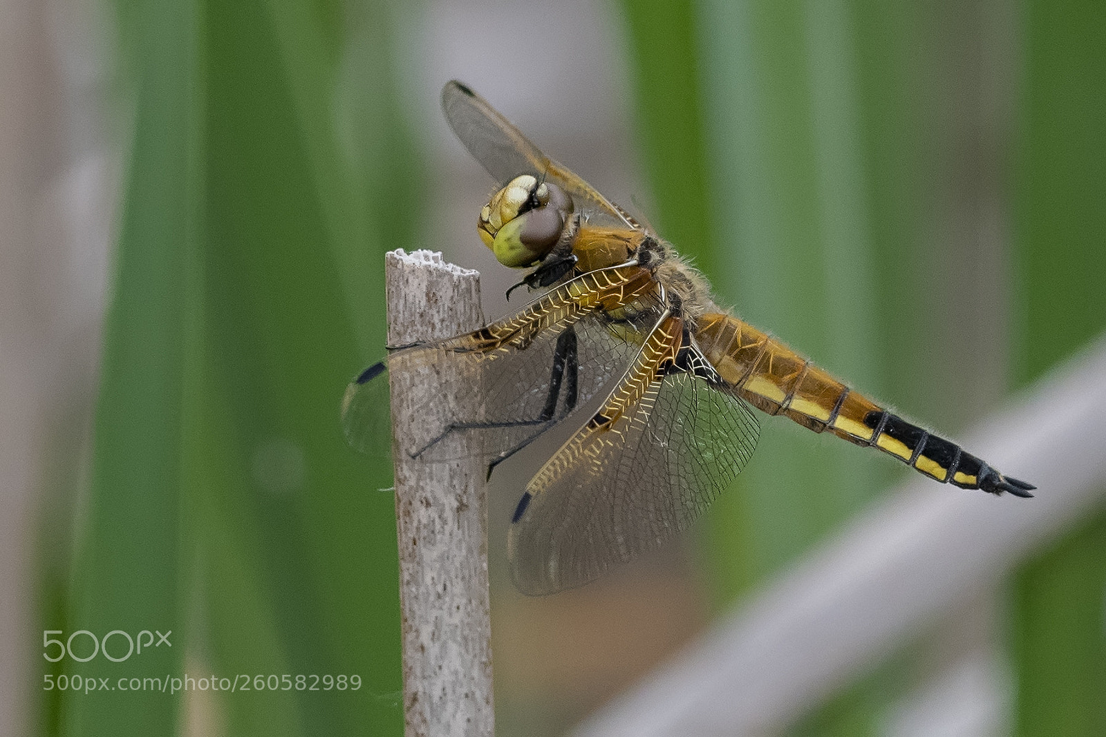 Nikon D850 sample photo. Golden dragonfly photography