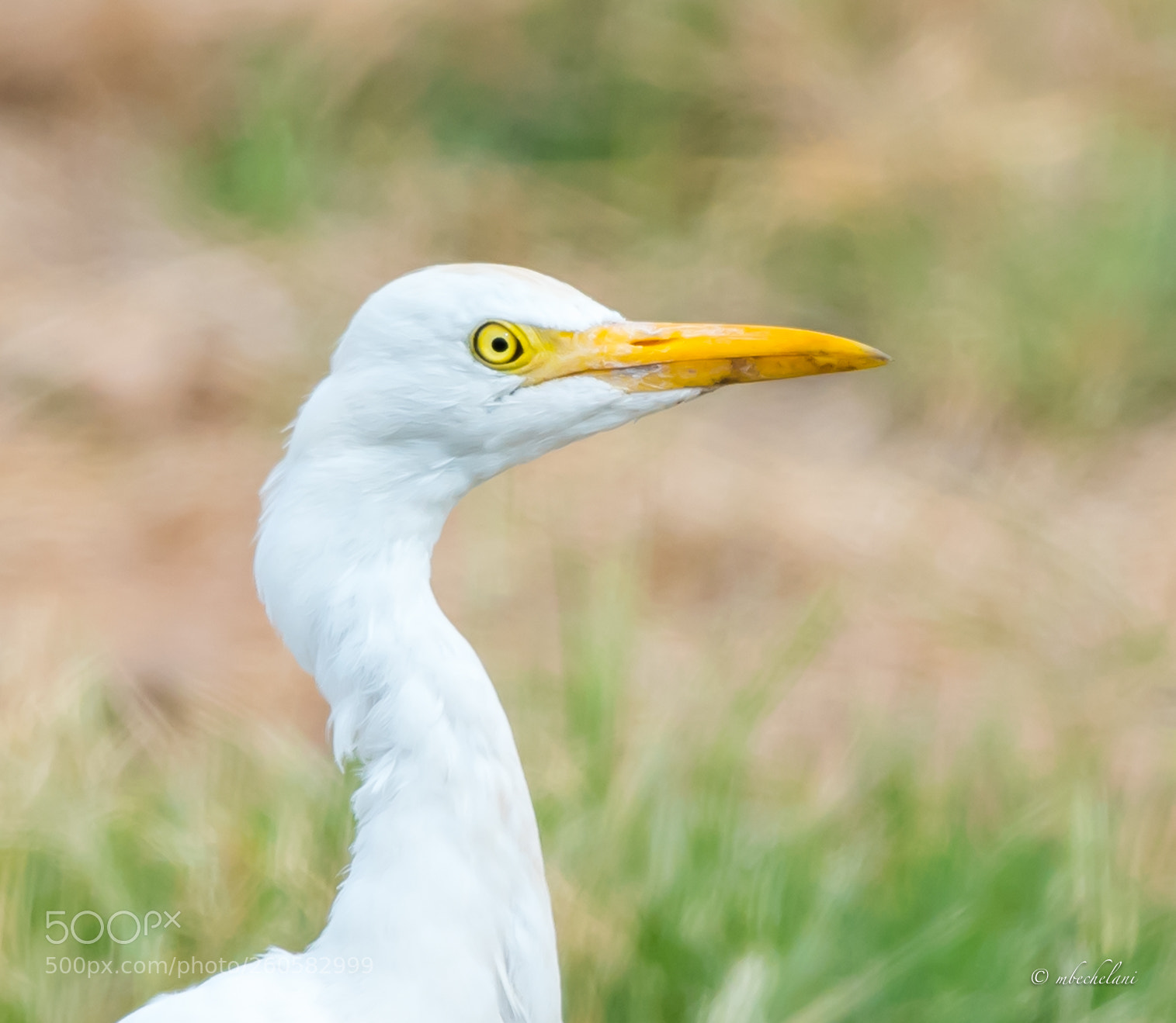 Nikon D810 sample photo. Mbs photography