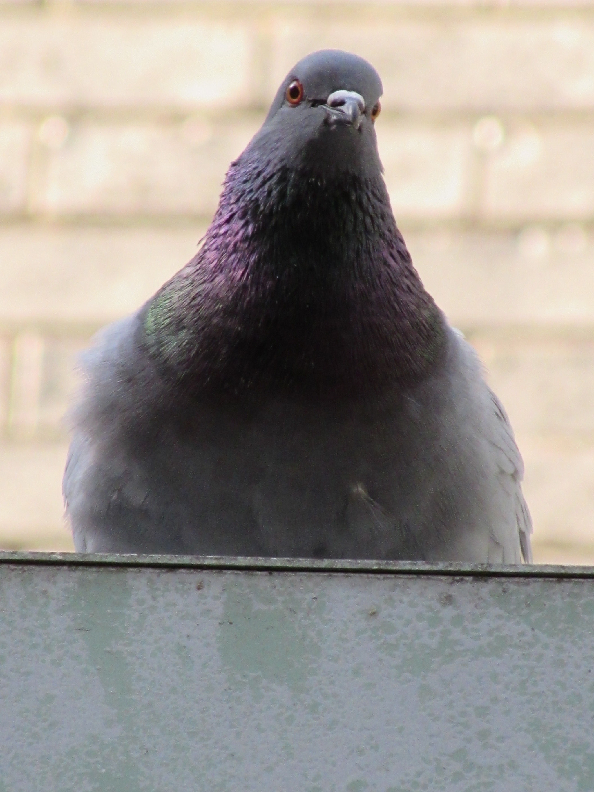 Canon PowerShot SX510 HS sample photo. Pigeon outside of hotel photography