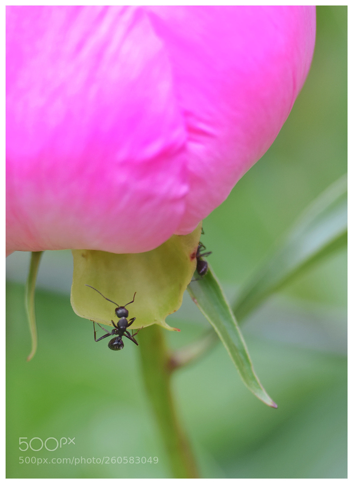Nikon D3300 sample photo. Flower and ant photography