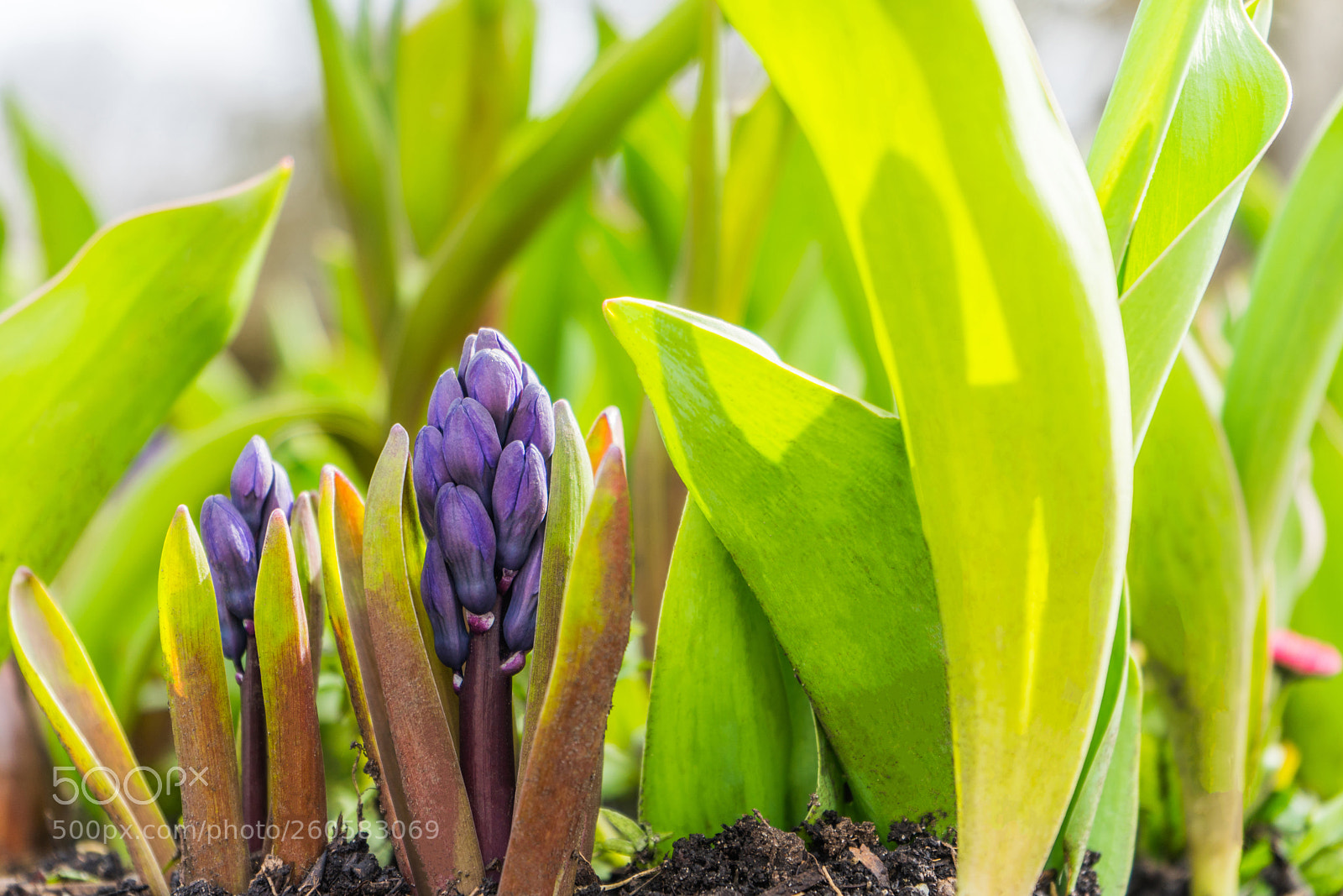 Sony a7 sample photo. Two beatiful violet hyacinth photography
