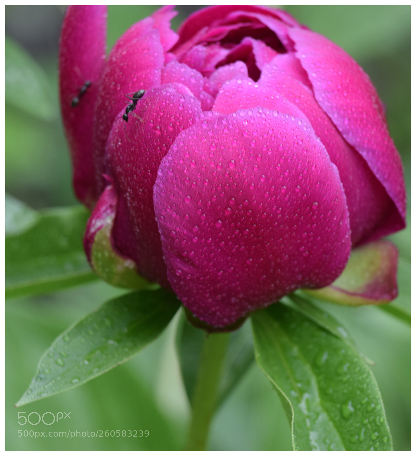 Nikon D3300 sample photo. Flower and ant 2 photography