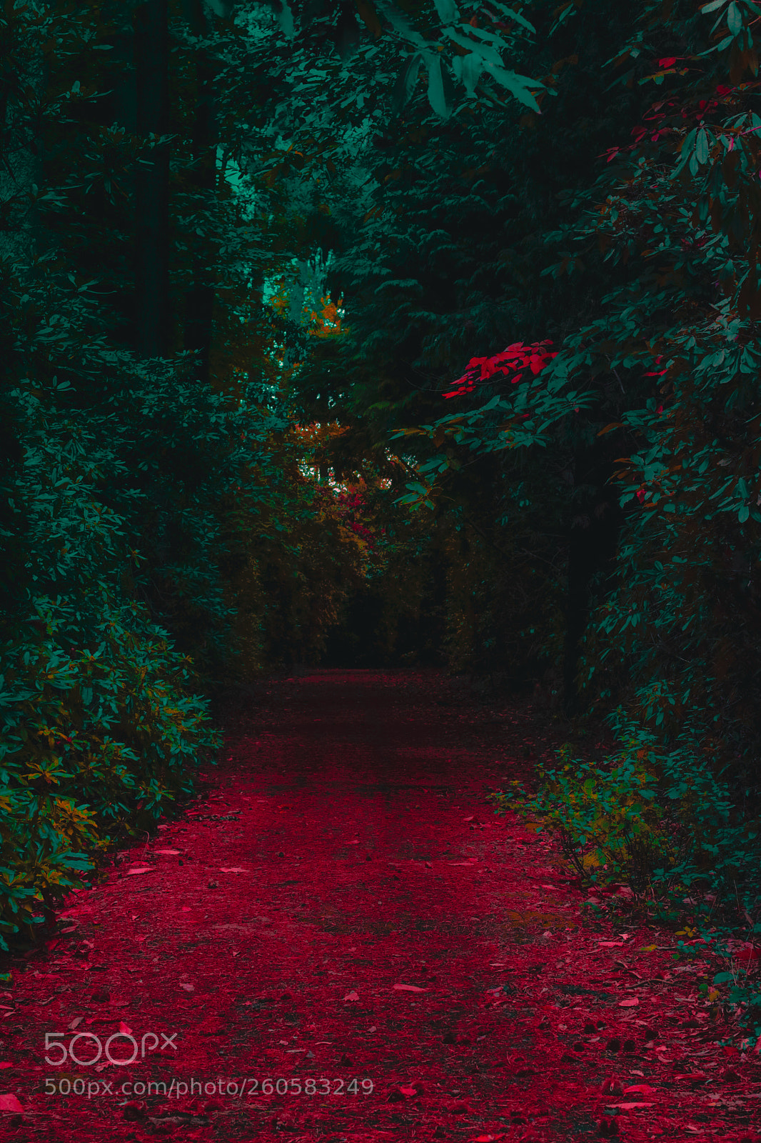 Canon EOS 750D (EOS Rebel T6i / EOS Kiss X8i) sample photo. Path photography