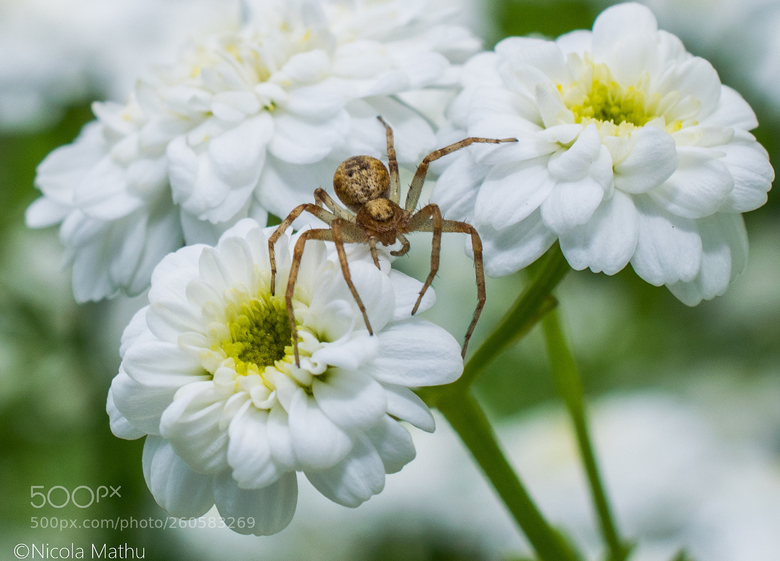 Nikon D5300 sample photo. Spider photography
