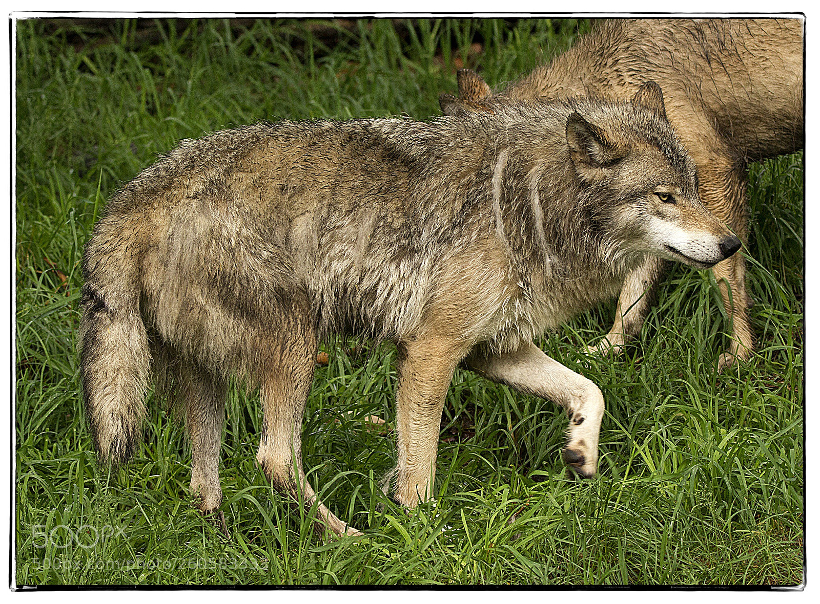 Canon EOS 7D sample photo. Wolf  photography