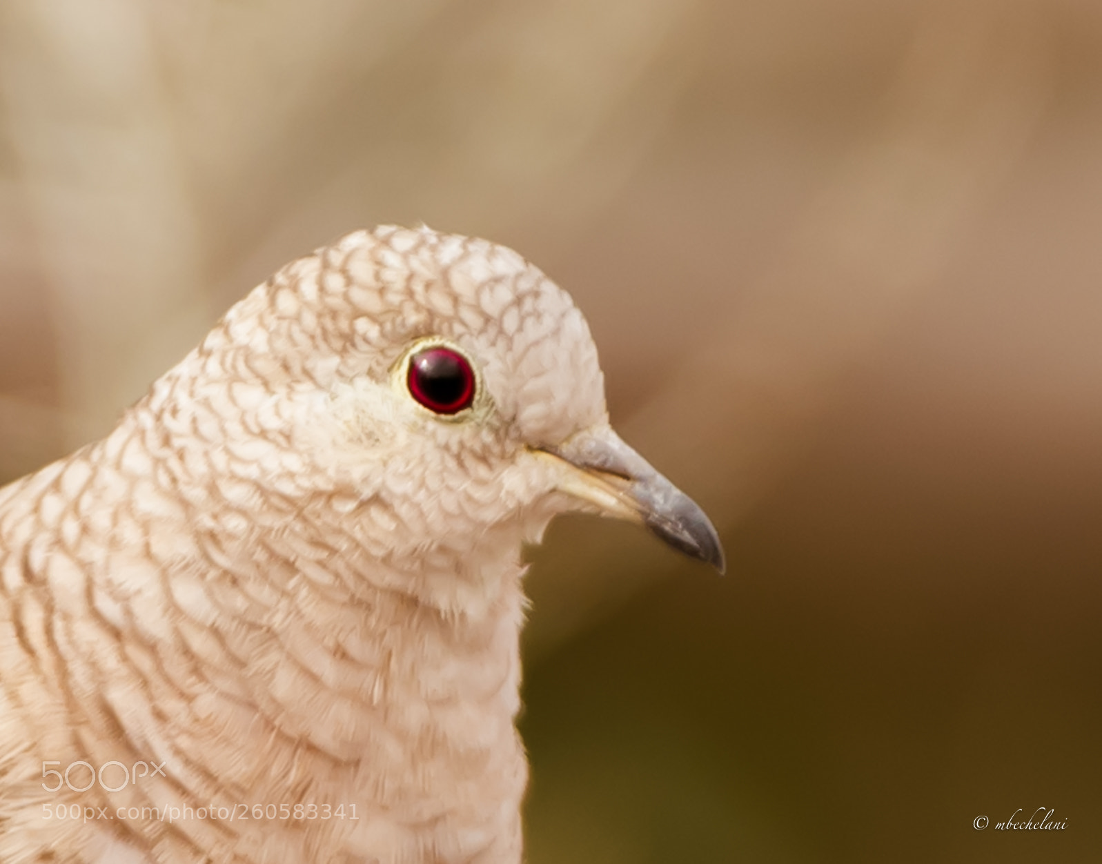 Nikon D810 sample photo. Mbs photography
