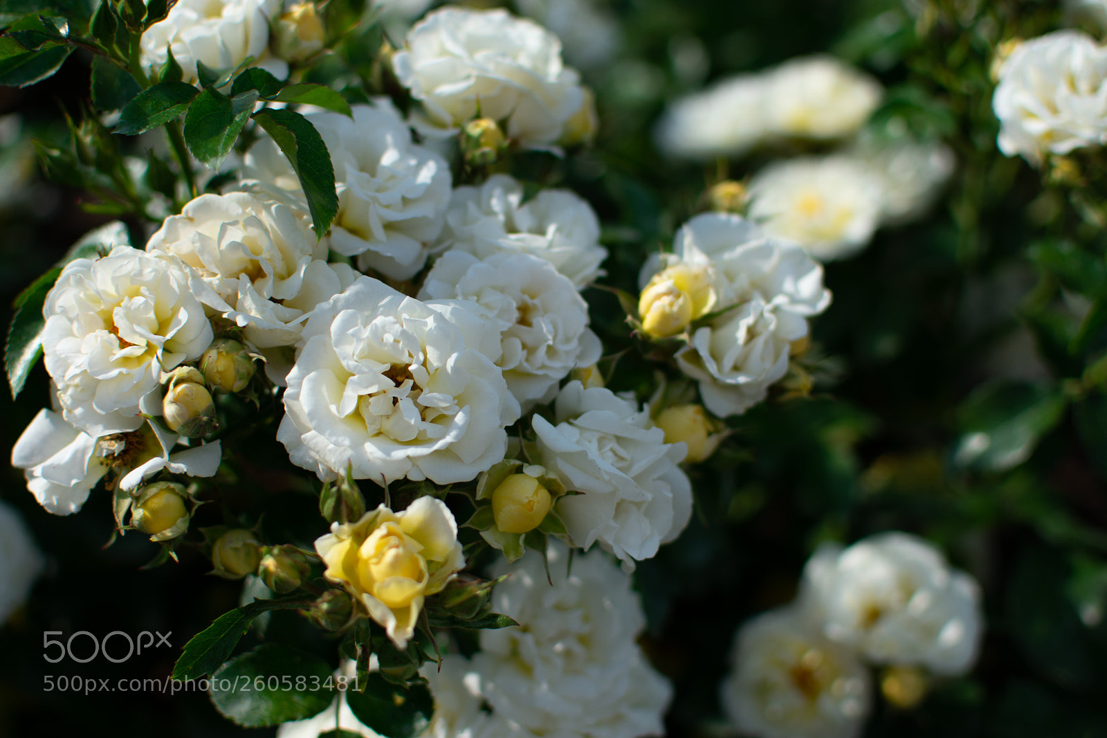Nikon D3400 sample photo. Bouquet photography