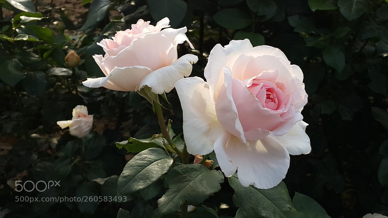 Samsung Galaxy Note4 sample photo. Untitled photography