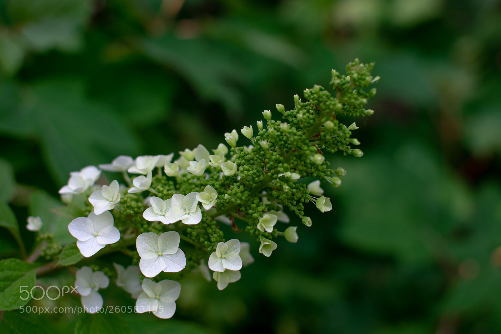 Nikon D3400 sample photo. Blooming buds photography