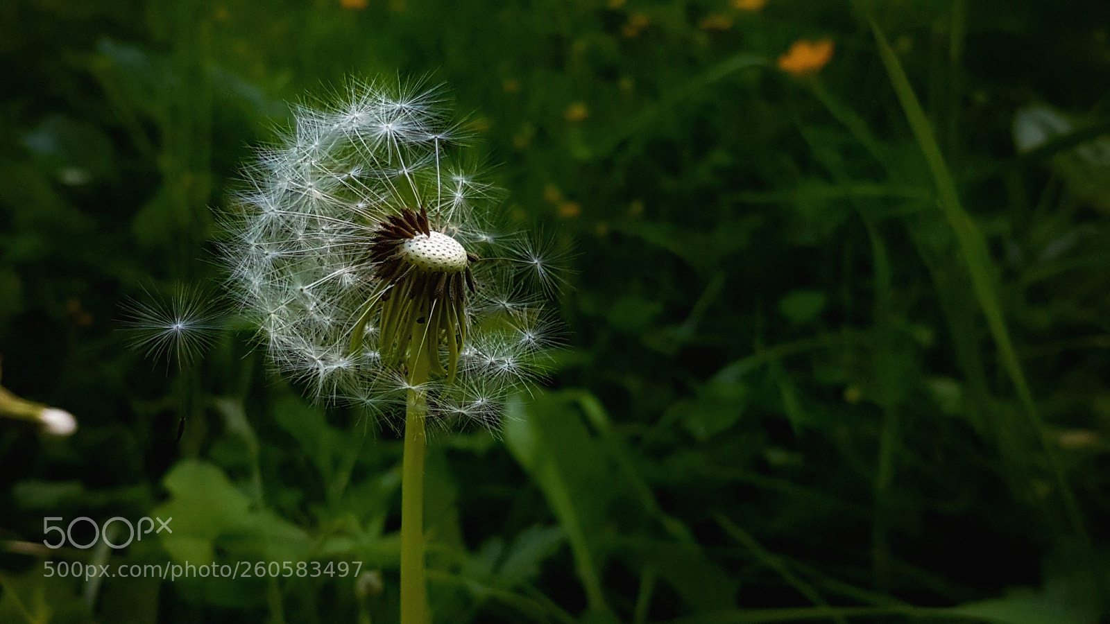 Samsung Galaxy S7 Edge sample photo. Make a wish photography