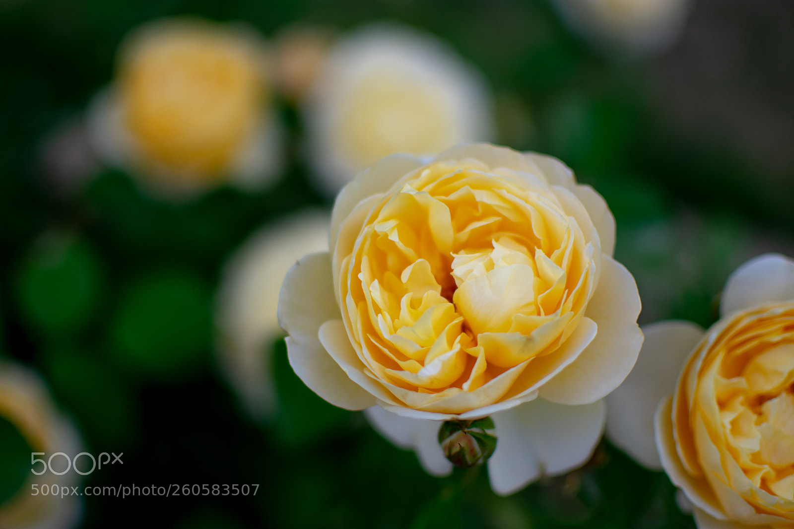 Nikon D3400 sample photo. Yearning yellow photography
