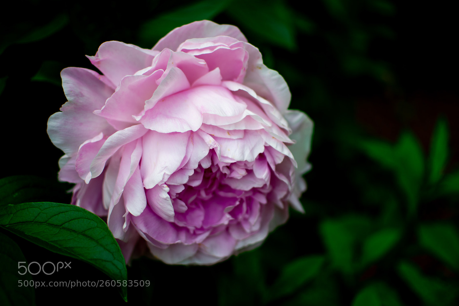 Nikon D3400 sample photo. Pink petals photography