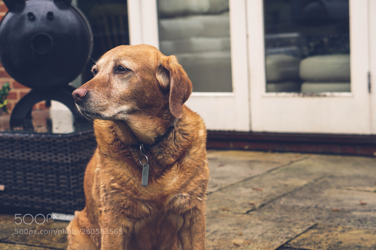 Sony a6500 sample photo. Frisby photography