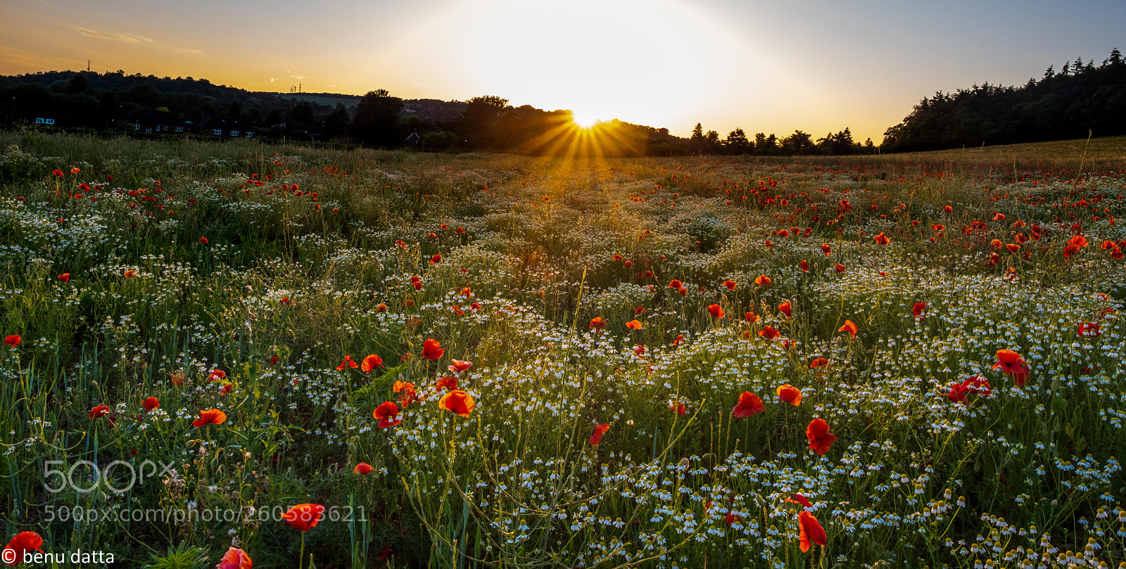 Fujifilm X-H1 sample photo. Poppy fields photography