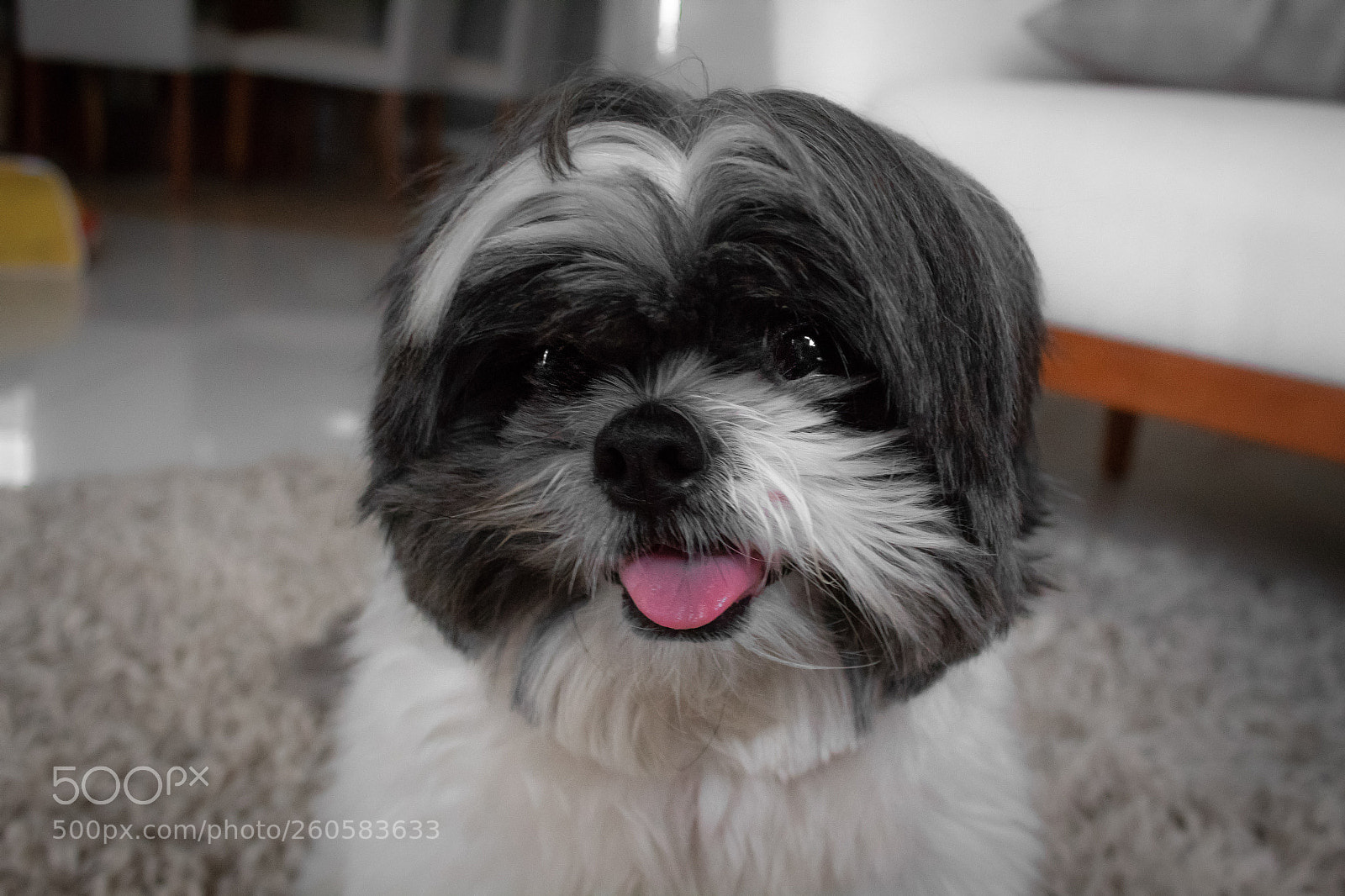 Canon EOS 1300D (EOS Rebel T6 / EOS Kiss X80) sample photo. Cute dog photography